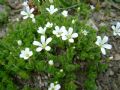 Arenaria bertolonii